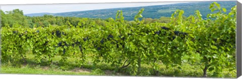 Framed Grapevines in a vineyard, Finger Lakes, New York State, USA Print