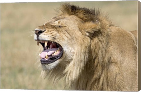 Framed Close-up of a male lion roaring Print