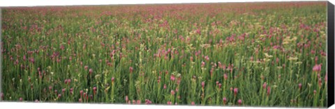 Framed Wildflowers blooming in a field, Lee County, Illinois, USA Print