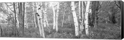 Framed Birch trees in a forest, Acadia National Park, Hancock County, Maine (black and white) Print