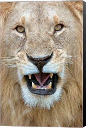 Framed Close-up of a lion (Panthera leo) yawning, Masai Mara National Reserve, Kenya Print