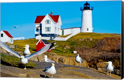 Framed Seagulls at Nubble Lighthouse, Cape Neddick, York, Maine, USA Print