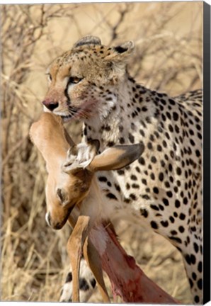 Framed Cheetahs (Acinonyx jubatus) and Prey, Samburu National Park, Rift Valley Province, Kenya Print