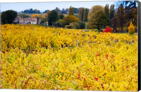 Framed Vineyards in Autumn, Montagne, Gironde, Aquitaine, France Print