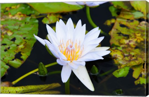 Framed Water lily with lily pads in a pond, Isola Madre, Stresa, Lake Maggiore, Piedmont, Italy Print