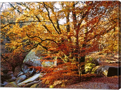 Framed Autumn in Huelgoat Forest, Brittany, France Print