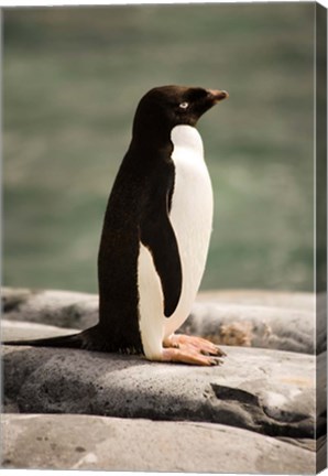 Framed Antarctica. Adelie penguin. Print