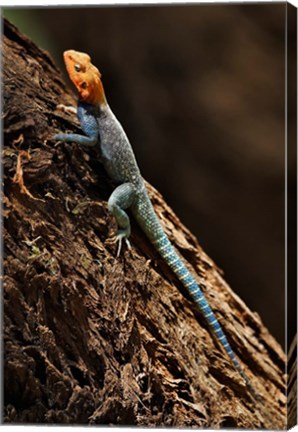 Framed Agama Lizard, Samburu National Game Reserve, Kenya Print