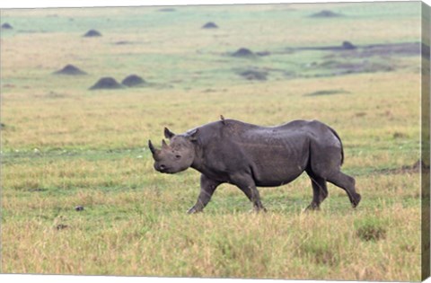 Framed Black Rhino, Maasai Mara, Kenya Print