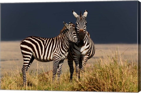 Framed Burchell&#39;s Zebra, Maasai Mara, Kenya Print