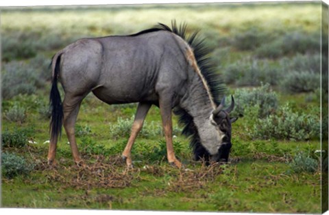 Framed Blue wildebeest, Etosha National Park, Namibia Print