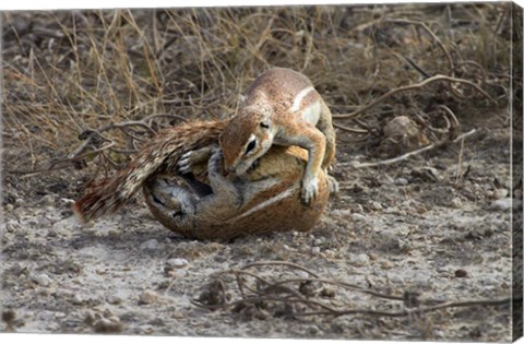 Framed Cape ground squirrels fighting, Etosha NP, Namibia, Africa. Print