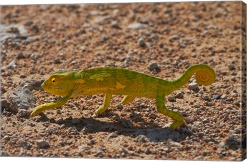 Framed Chameleon, Etosha National Park, Namibia Print