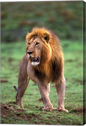 Framed Adult male lion, Masai Mara Game Reserve, Kenya Print