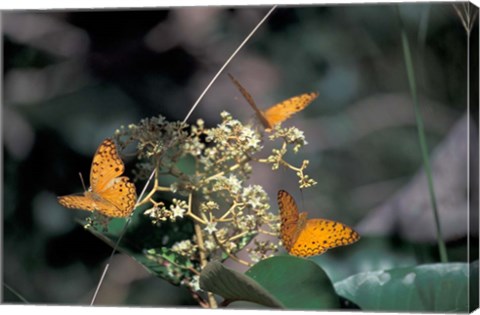 Framed Butterflies, Gombe National Park, Tanzania Print