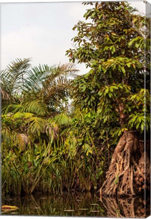 Framed Africa, Liberia, Monrovia. Plantlife along the Du River. Print