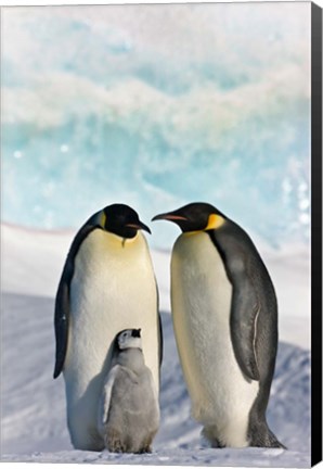 Framed Three Emperor Penguin, Snow Hill Island, Antarctica Print