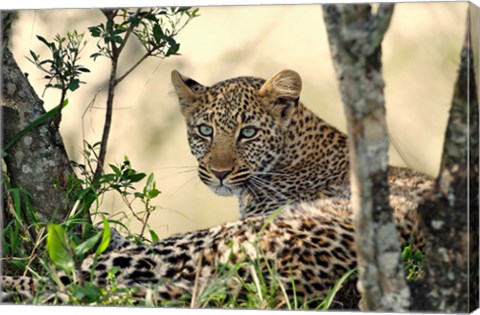 Framed Leopard resting beneath tree, Maasai Mara, Kenya Print