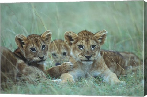 Framed Lion Cubs Rest in Grass, Masai Mara Game Reserve, Kenya Print