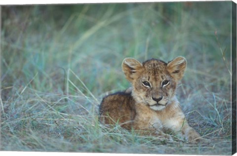 Framed Lion Cub Rests in Grass, Masai Mara Game Reserve, Kenya Print