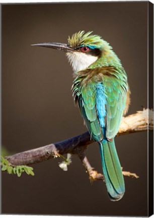 Framed Kenya, Somali bee-eater, tropical bird on limb Print