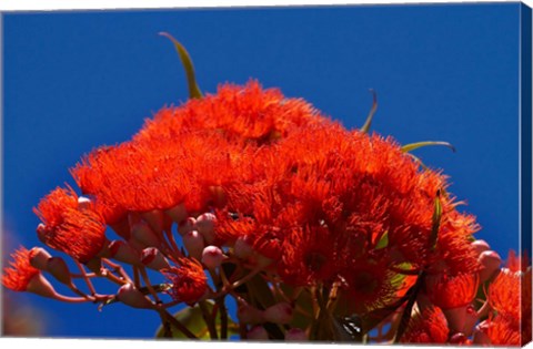 Framed Orange flowers on Table Mountain, Cape Town, South Africa Print