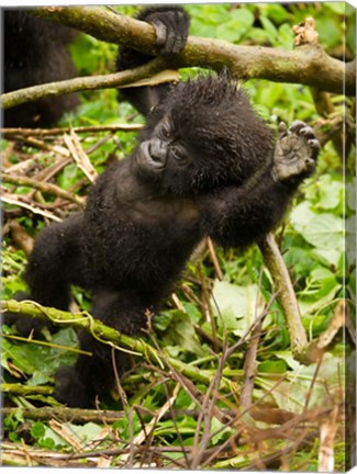 Framed Rwanda, Volcanoes Park, Baby Mountain gorilla Print