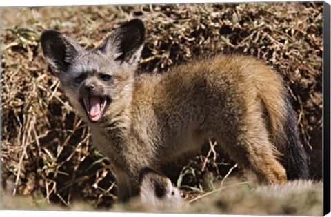 Framed Young Bat-eared Foxes, Masai Mara, Kenya Print