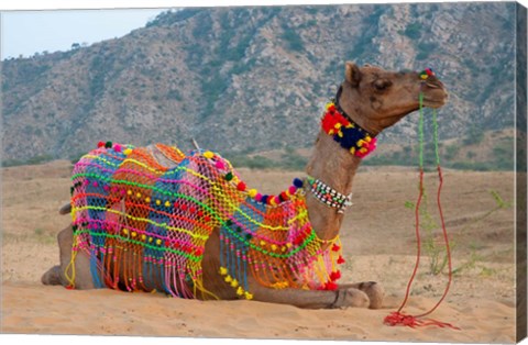 Framed Brightly decorated camel, Pushkar, Rajasthan, India. Print