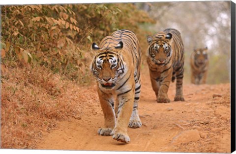 Framed Royal Bengal Tigers Along the Track, Ranthambhor National Park, India Print