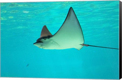 Framed Sting Ray, Sea World, Gold Coast, Queensland, Australia Print