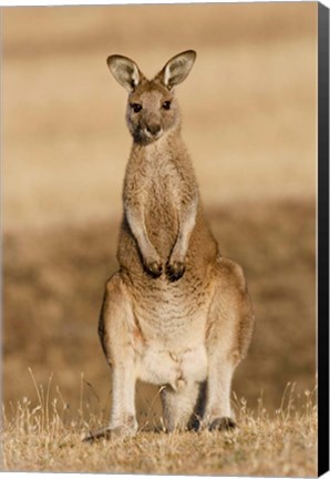 Framed Eastern Grey Kangaroo portrait frontal Print