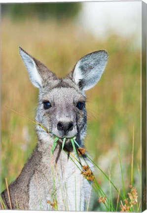 Framed Eastern grey kangaroo eating, Australia Print