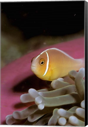 Framed Australia, Great Barrier Reef Anemonefish Print