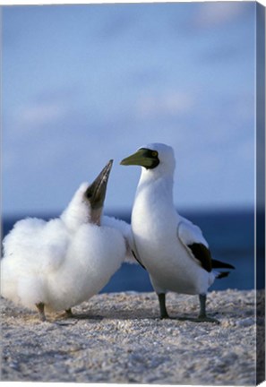 Framed Australia, Coringa Island, Masked Booby birds Print