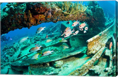 Framed Schooling Soldierfish, Wreck of the RMS Rhone, coast of Salt Island, Tortola, British Virgin Islands, Caribbean Print