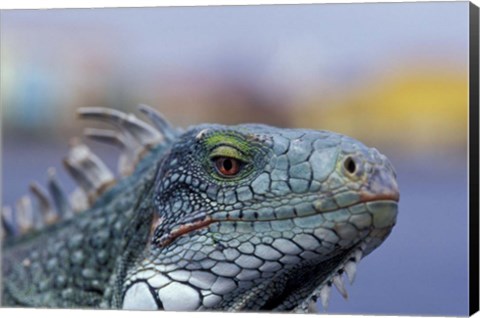 Framed Iguana, Curacao, Caribbean Print