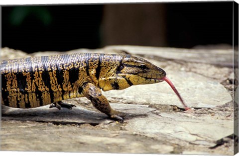 Framed Golden Tegu Lizard, Asa Wright Wildlife Sanctuary, Trinidad, Caribbean Print