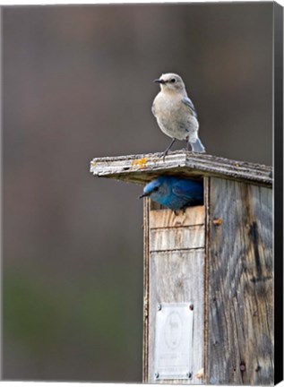 Framed Mountain Bluebirds, British Columbia, Canada Print