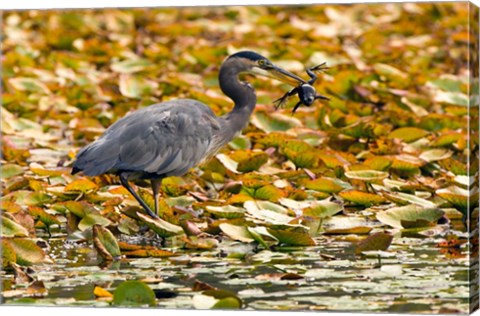 Framed Great blue heron bird, Stanley Park, British Columbia Print