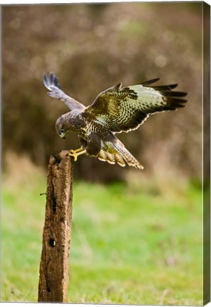 Framed UK, Common Buzzard bird on wooden post Print