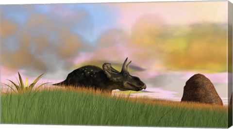 Framed Triceratops Walking across a Grassy Field 3 Print