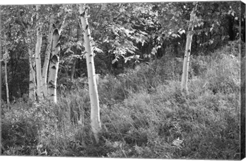 Framed Sunlit Birches I Print