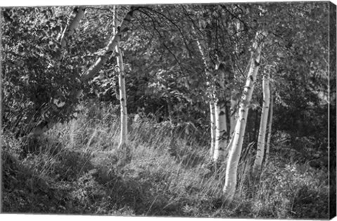 Framed Sunlit Birches II Print