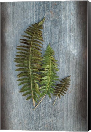 Framed Woodland Fern VI Print