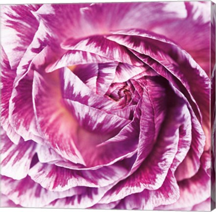 Framed Ranunculus Abstract IV Color Print