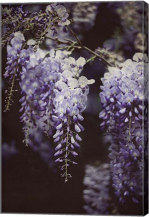 Framed Wisteria Cascade I Print