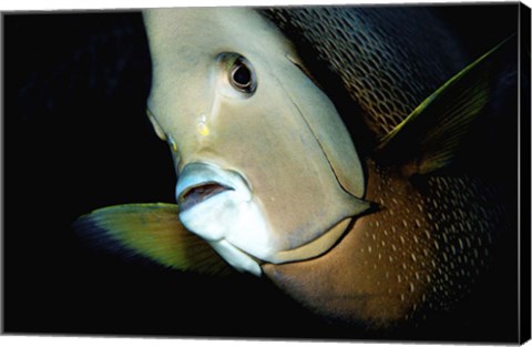 Framed Close-up view of a Gray Angelfish, Grand Cayman Print