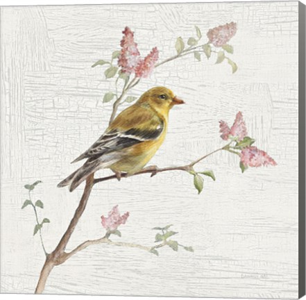 Framed Female Goldfinch Vintage Print