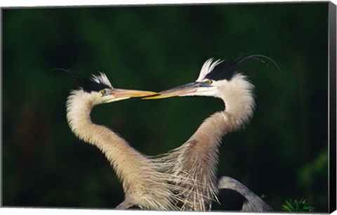 Framed Great Blue Heron Pair, Venice, Florida Print